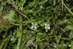 Crassula sinclairii
