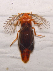 Phengodes plumosa