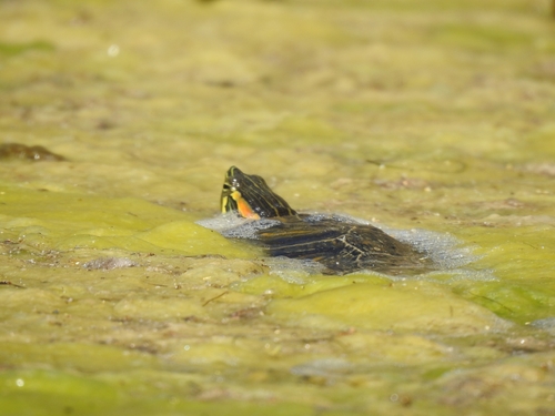 Trachemys scripta