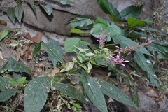 Odontonema callistachyum