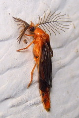 Phengodes plumosa