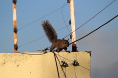 Sciurus aureogaster