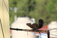 Sciurus aureogaster