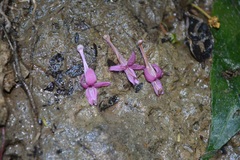Odontonema callistachyum