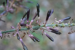 Odontonema callistachyum