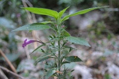 Ruellia inundata