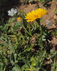 Scorzoneroides laciniata