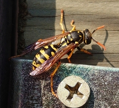 Polistes dominula