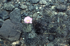 Tephrocactus alexanderi