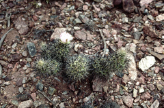 Tephrocactus alexanderi