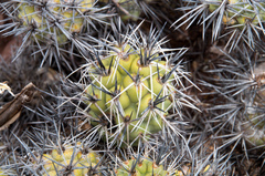 Tephrocactus alexanderi