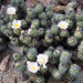 Tephrocactus alexanderi - Photo (c) Martin Lowry, some rights reserved (CC BY-NC), uploaded by Martin Lowry