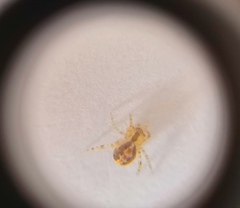 Theridion varians
