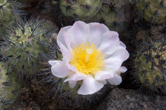 Tephrocactus alexanderi