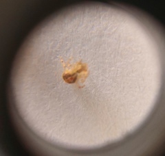 Theridion varians