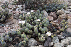 Tephrocactus alexanderi