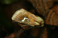 Phragmatiphila nexa