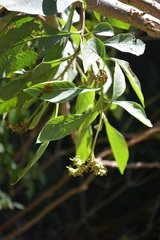 Heliotropium petiolare