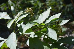 Heliotropium petiolare