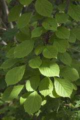 Schisandra chinensis