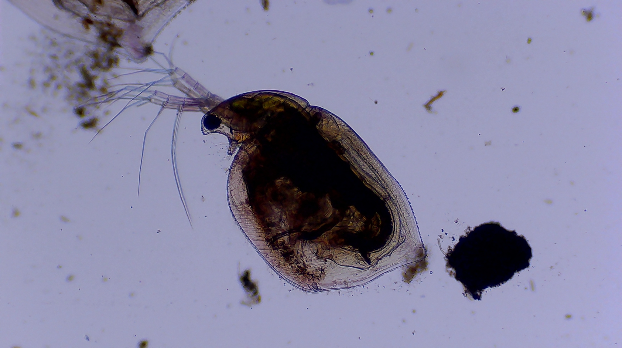 Simocephalus serrulatus (Koch, 1841)