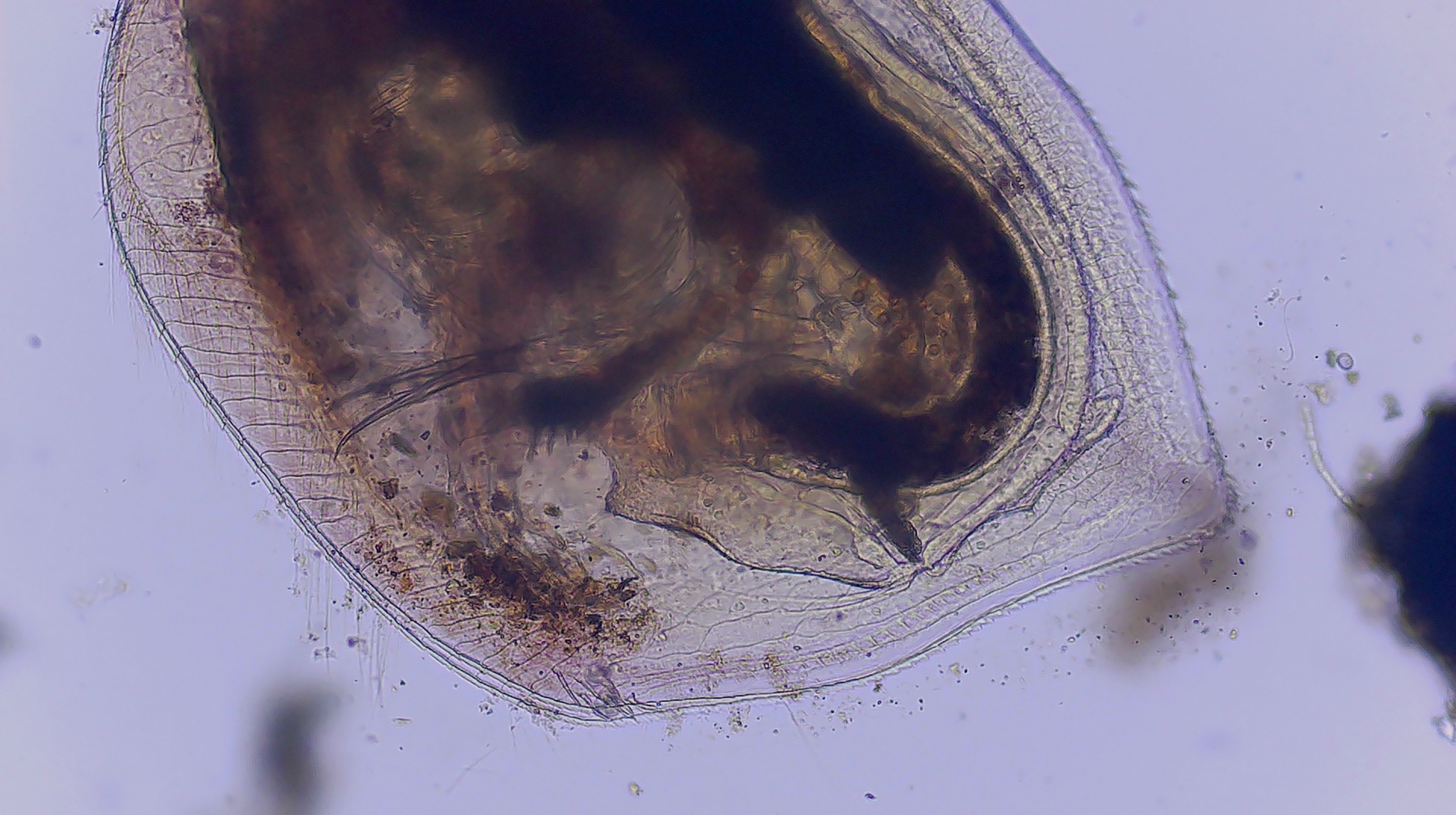 Simocephalus serrulatus (Koch, 1841)