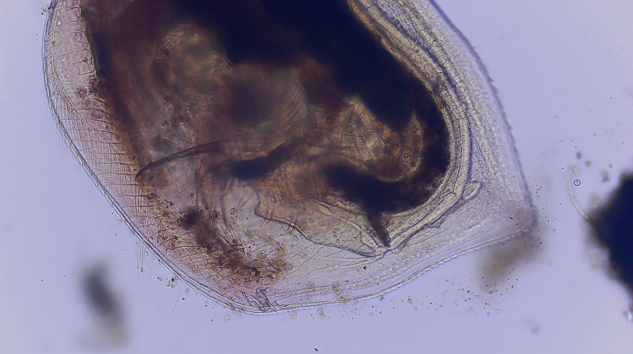 Simocephalus serrulatus (Koch, 1841)