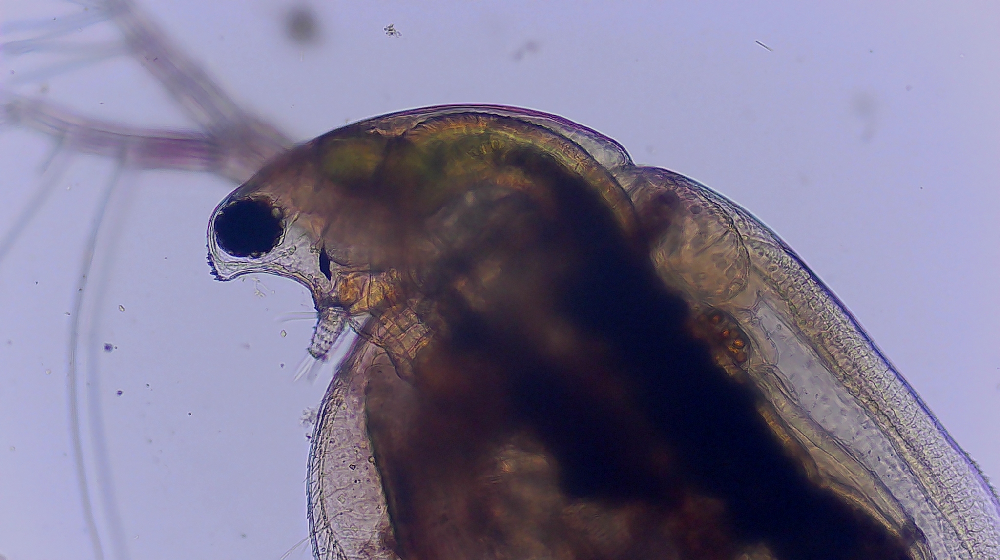 Simocephalus serrulatus (Koch, 1841)