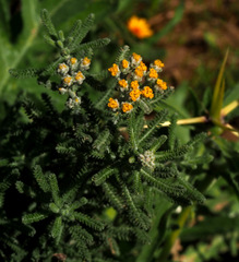 Achillea tenuifolia