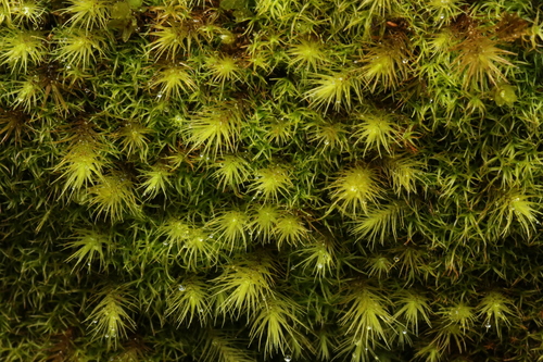 Anacolia menziesii, 2026-04-21
