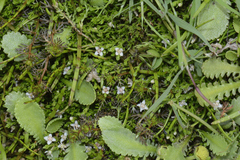 Crassula sinclairii