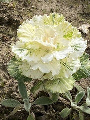 Brassica oleracea