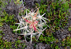 Ferocactus viridescens