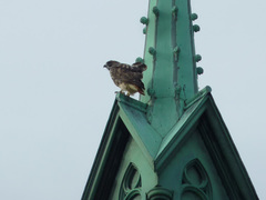 Buteo jamaicensis