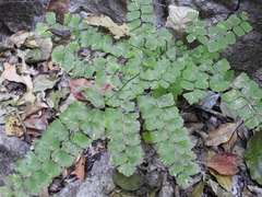 Adiantum amplum