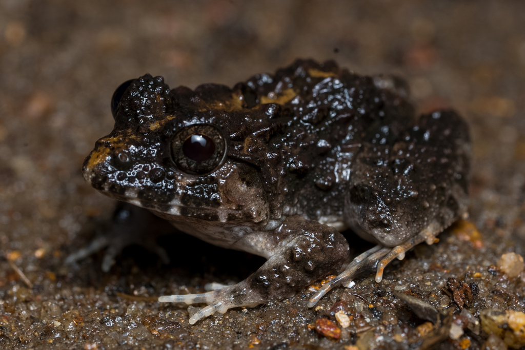 Dubois' Hill Frog