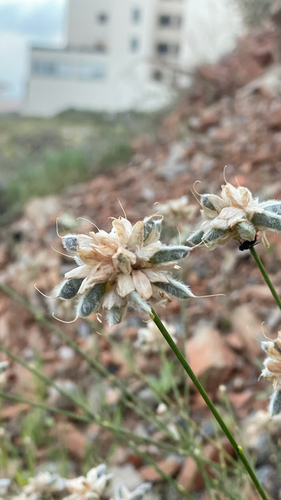 Avistamiento Genista umbellata