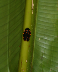 Mahanarva costaricensis image