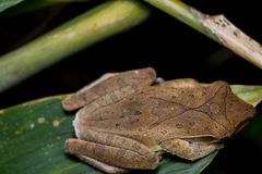 Polypedates pseudocruciger