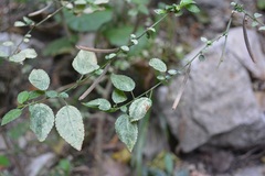 Corchorus siliquosus
