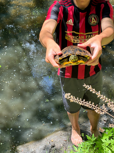 Trachemys scripta elegans
