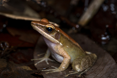 Indosylvirana