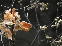 Robinsonella brevituba