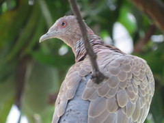 Patagioenas picazuro