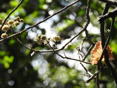 Robinsonella brevituba