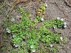 Gentiana chazaroi