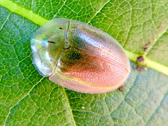 Physonota arizonae