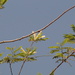 Acacia flava