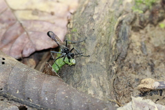 Eremnophila