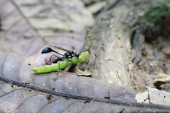 Eremnophila